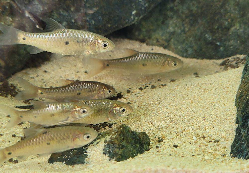 Ikan wader (commons.wikimedia.org/Obsidian Soul)