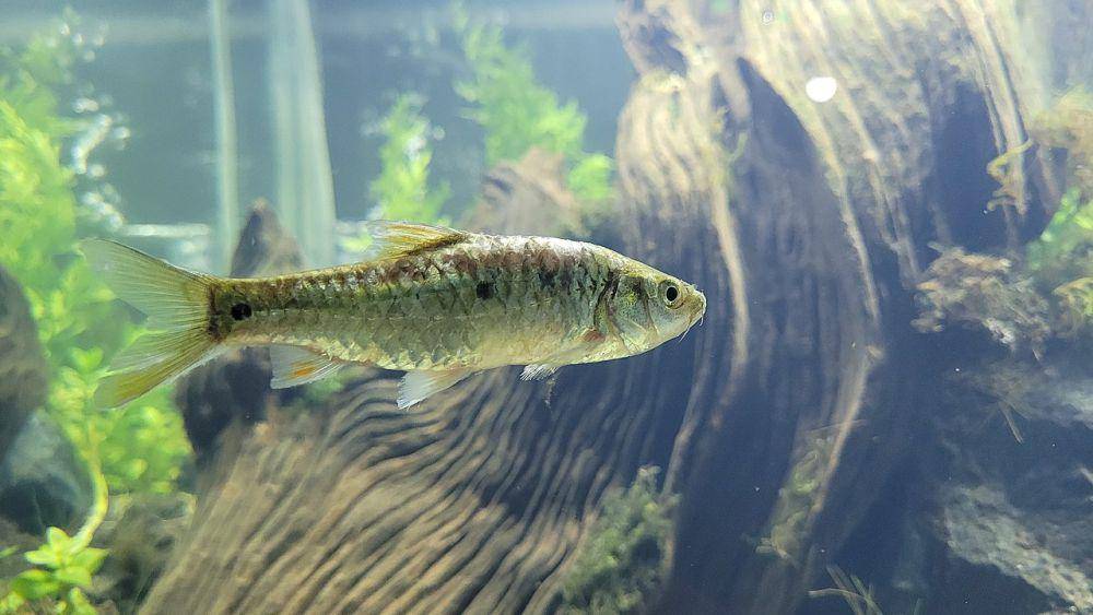 Ikan wader (commons.wikimedia.org/Obsidian Soul)
