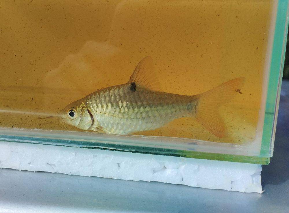 Ikan wader (commons.wikimedia.org/A.H Idham)