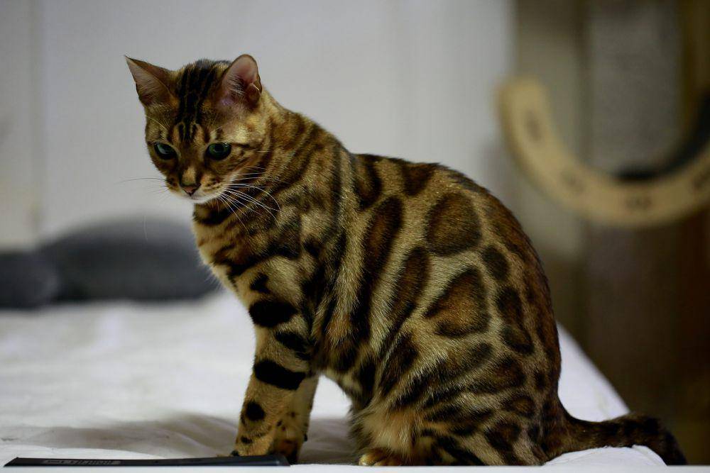 bengal (pixabay.com/성혁 이)
