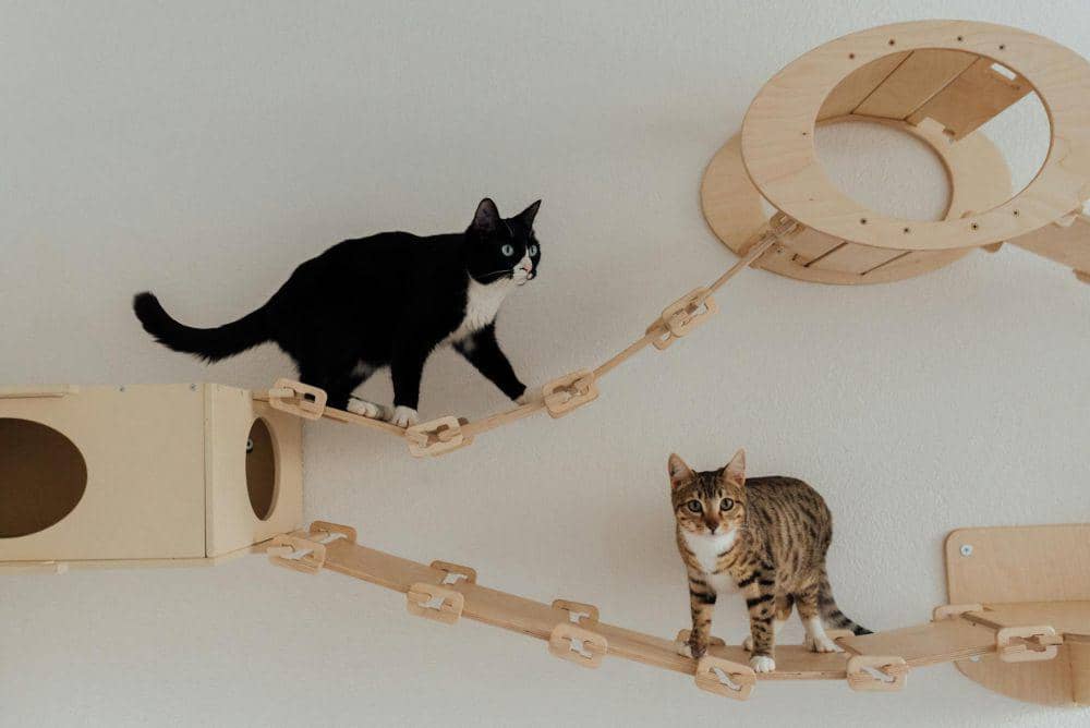 Mengapa Kucing Memiliki Refleks yang Sangat Cepat? Ini Alasannya