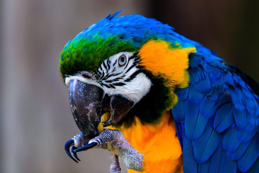 Fakta Burung Macaw Biru-Emas, Primadona Hutan Hujan yang Nyaris Punah