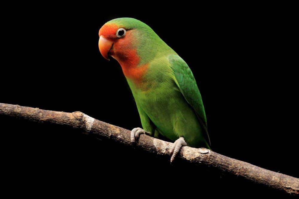 Burung Lovebird (pexels.com/Jeffry S.S.)