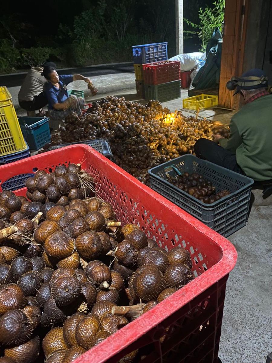 Salak gula pasir madu Pupuan Tabanan (Dok.IDNTimes/Istimewa)