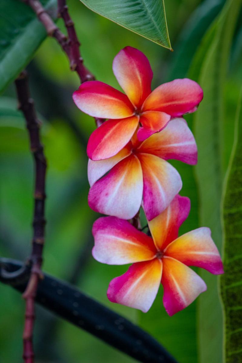 ilustrasi pohon kamboja (unsplash.com/Joshua J. Cotten)