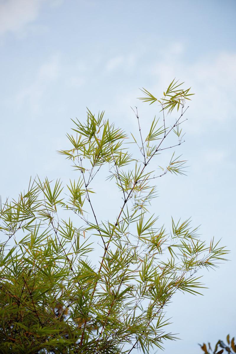 ilustrasi pohon bambu (unsplash.com/Milin John)