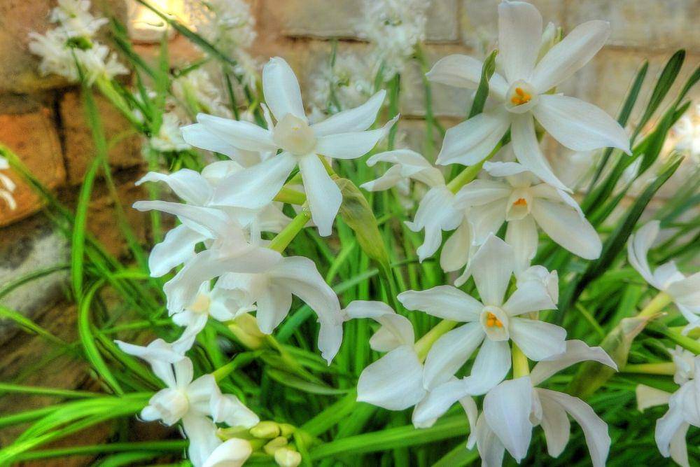 Tanaman paperwhite (commons.wikimedia.org/Magnus Manske)