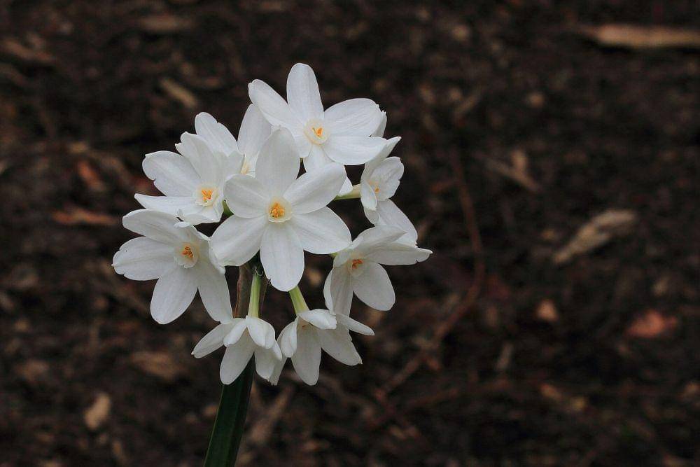 Tanaman paperwhite (commons.wikimedia.org/Dominicus Johannes Bergsma)