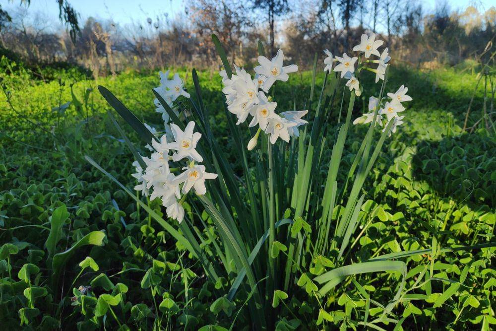 Tanaman paperwhite (commons.wikimedia.org/Neropollon)