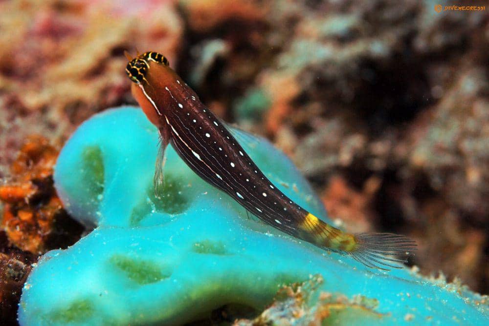 ilustrasi pictus blenny (flickr.com/divemecressi)
