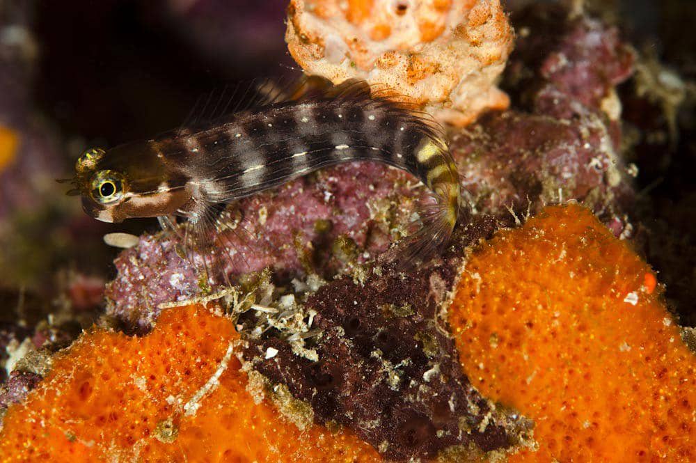 ilustrasi pictus blenny (flickr.com/Colin Robson)