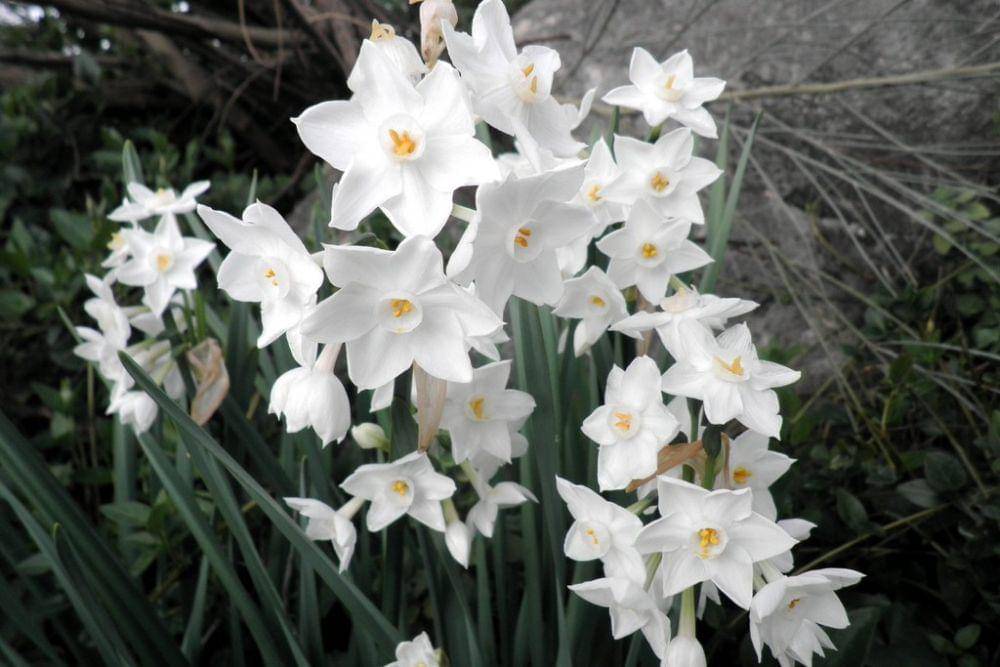 Tanaman paperwhite (flickr.com/Por los caminos de Málaga)