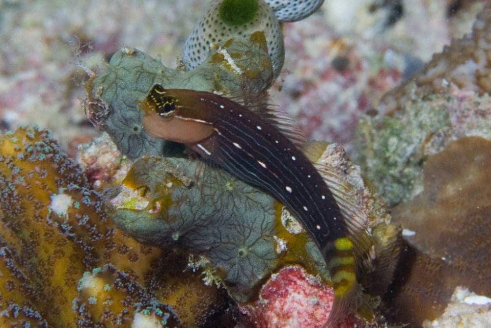 ilustrasi pictus blenny (flickr.com/divemecressi)