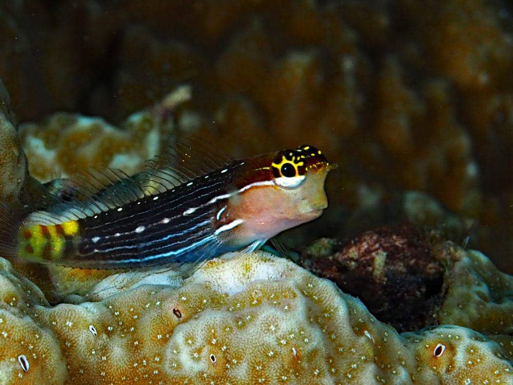 5 Kemampuan Unik Pictus Blenny, Dapat Hidup di Berbagai Kedalaman Laut