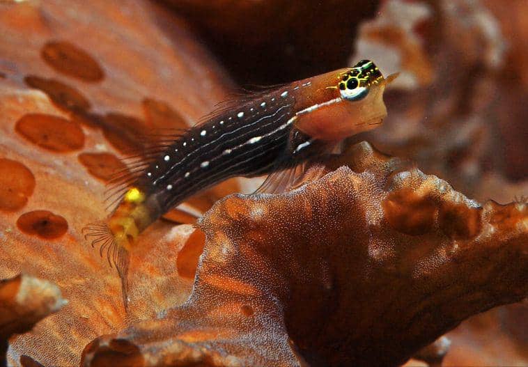 ilustrasi pictus blenny (flickr.com/divemecressi)