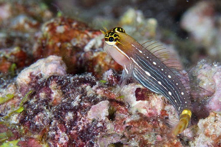 ilustrasi pictus blenny (flickr.com/Mark Rosenstein)