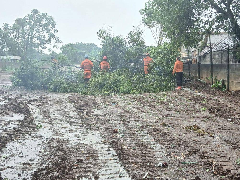 Penanganan pohon tumbang di Kota Bogor. (BPBD Kota Bogor).
