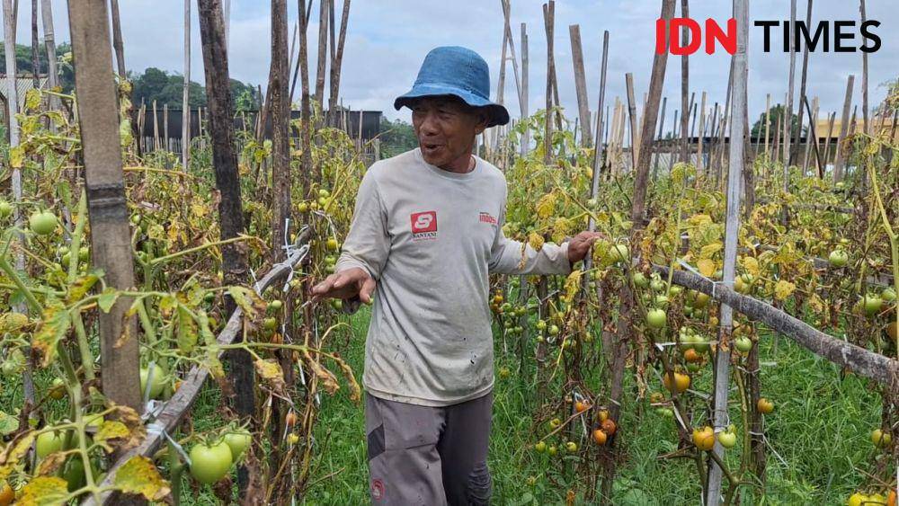 Subarno petani sayur di kelurahan Sarangan Kecamatan Plaosan Magetan menunjukkan tanaman tomatnya rusak akibat curah hujan tinggi. IDN Times/ Riyanto.