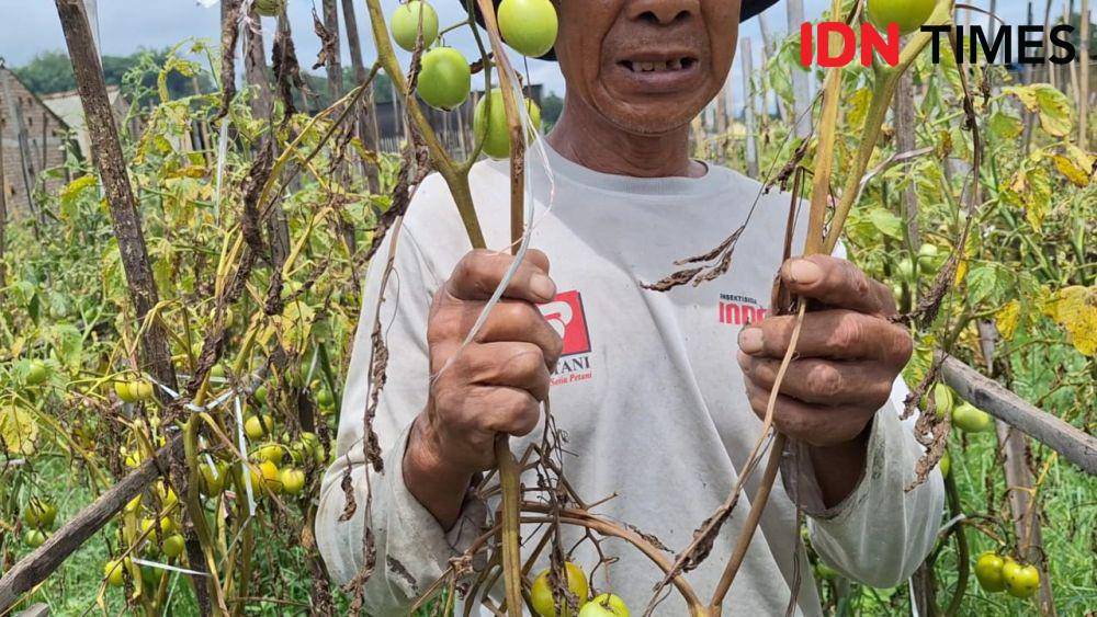 Subarno petani sayur di kelurahan Sarangan Kecamatan Plaosan Magetan menunjukkan tanaman tomatnya rusak akibat curah hujan tinggi. IDN Times/ Riyanto.