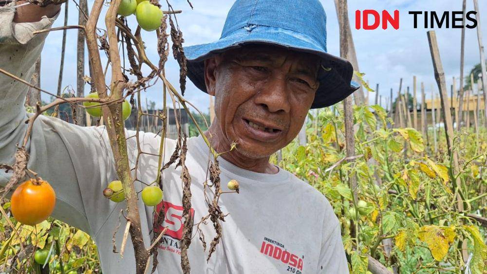 Subarno petani sayur di kelurahan Sarangan Kecamatan Plaosan Magetan menunjukkan tanaman tomatnya rusak akibat curah hujan tinggi. IDN Times/ Riyanto.