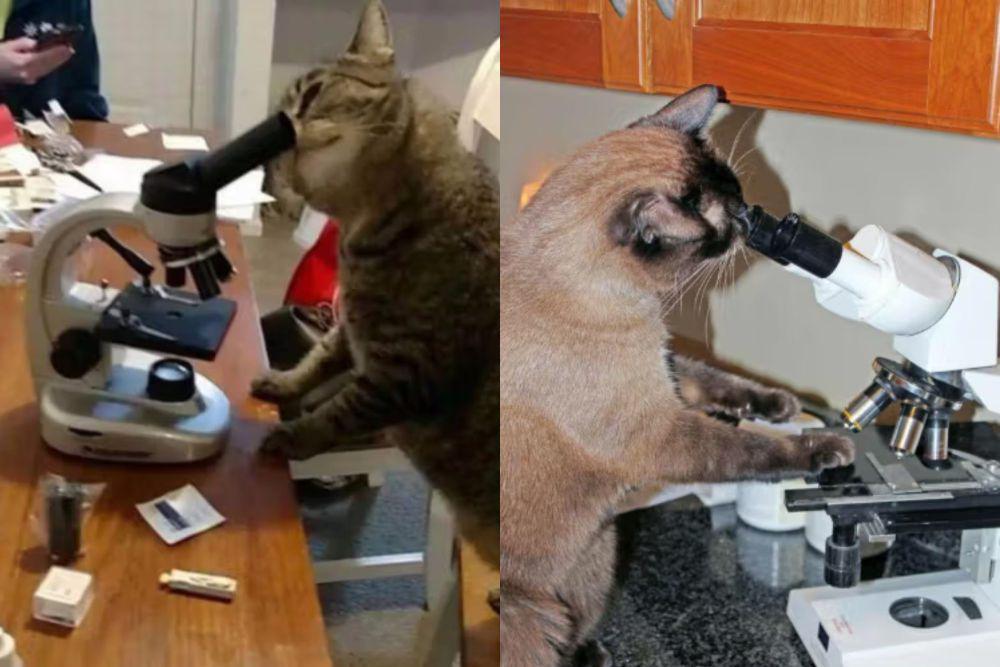 7 Foto Lucu Kucing dan Mikroskop, Meneliti Bakteri?