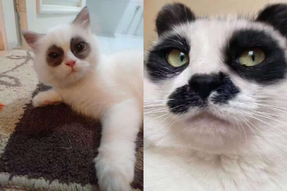 7 Foto Lucu Kucing Mata Panda, Keseringan Bergadang?