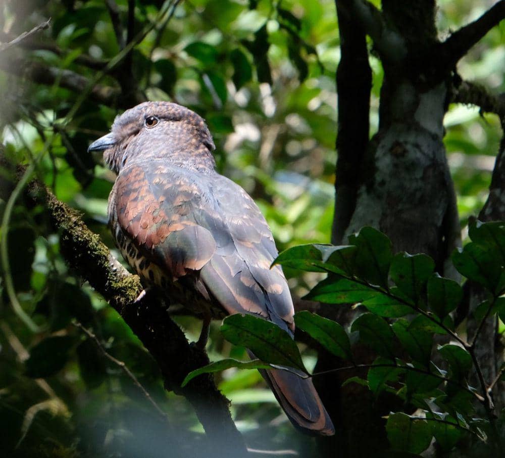 Tiong-lampu kangkok (inaturalist.org/Nick Helme)
