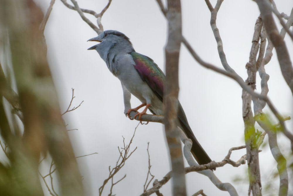 Tiong-lampu kangkok (inaturalist.org/Лариса Артемьева)