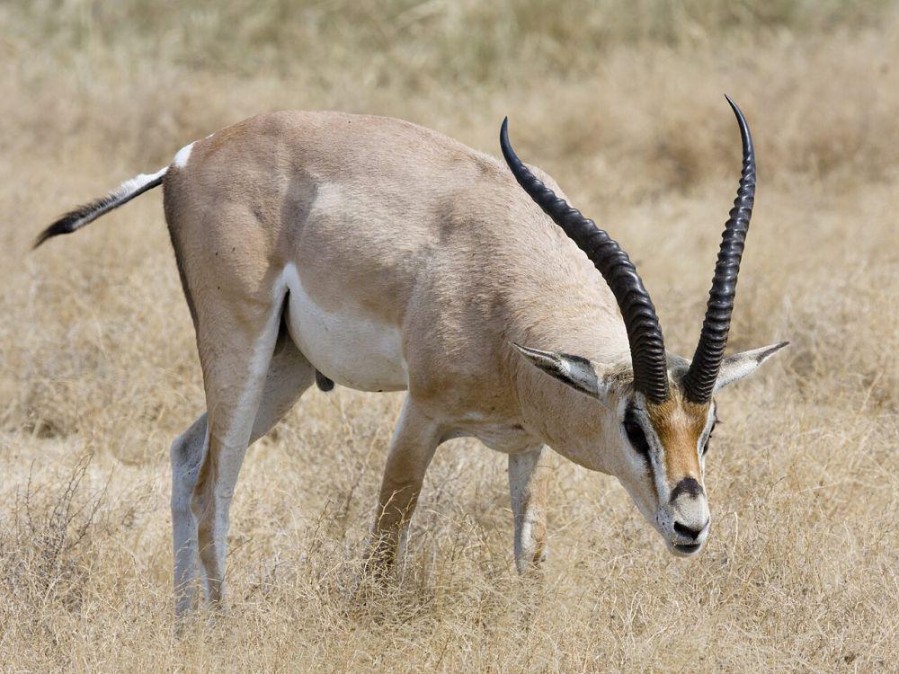 5 Fakta Unik Gazel Grant, Menghuni Taman Nasional Danau Turkana