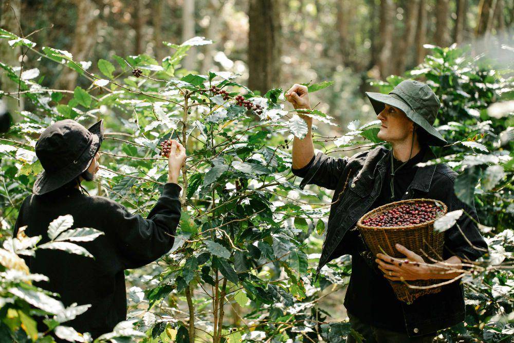 ilustrasi wisata ke kebun kopi (pexels.com/Michael Burrows)