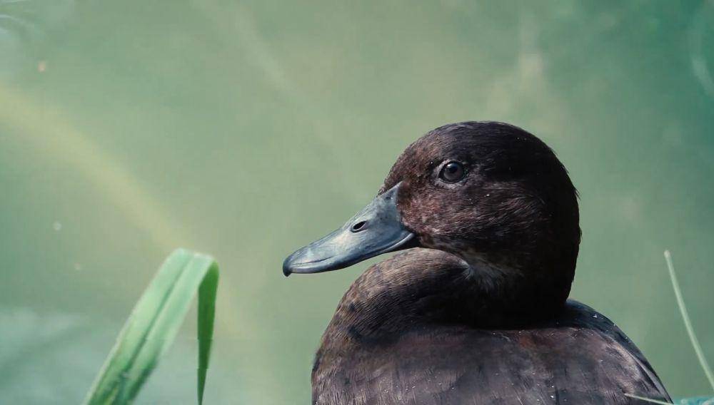 madagascar pochard (youtube.com/Durrell Wildlife Conservation Trust)