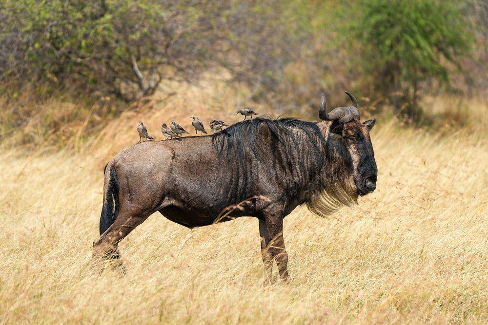 nyumbu biru (commons.m.wikimedia.org/Giles Laurent)