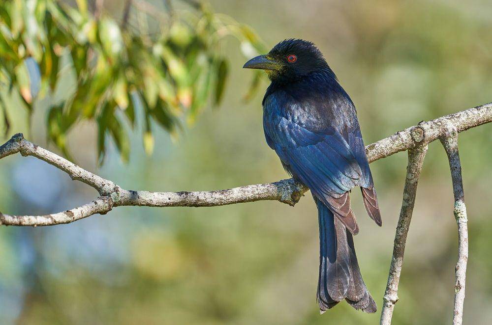 srigunting lencana (commons.m.wikimedia.org/Andrew Mercer)