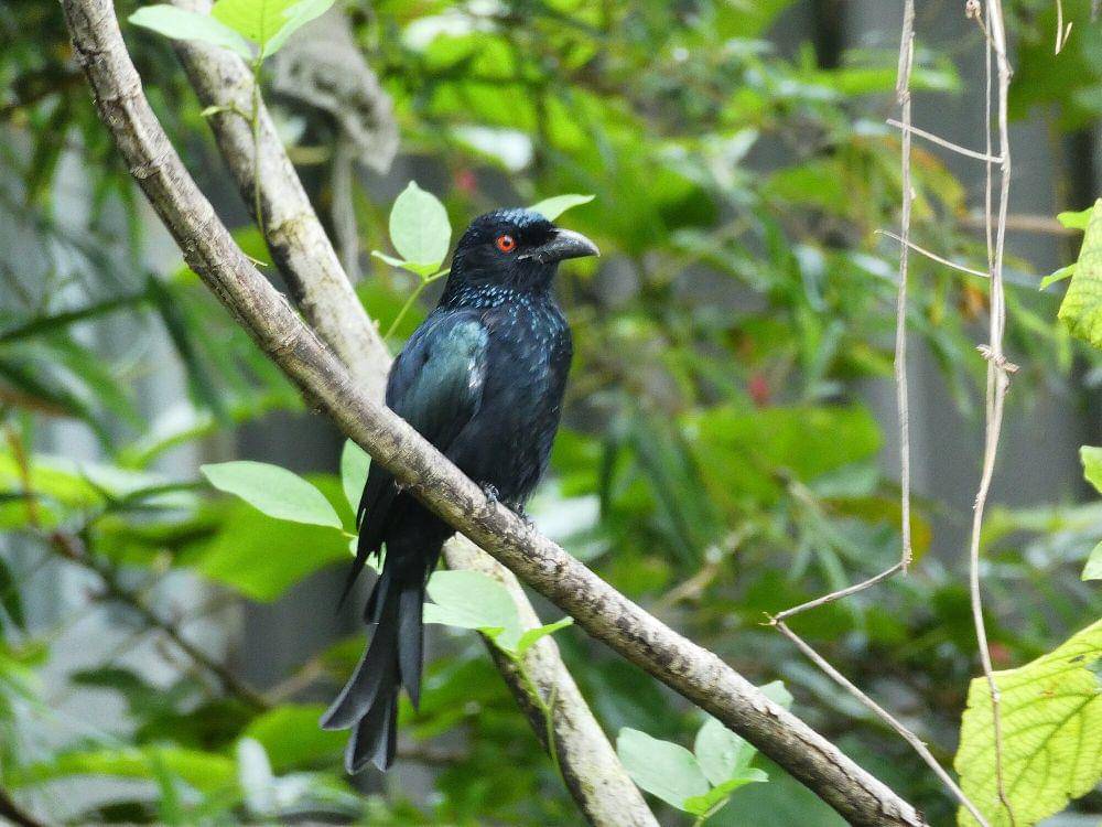 srigunting lencana (commons.m.wikimedia.org/Steve Fitzgerald)