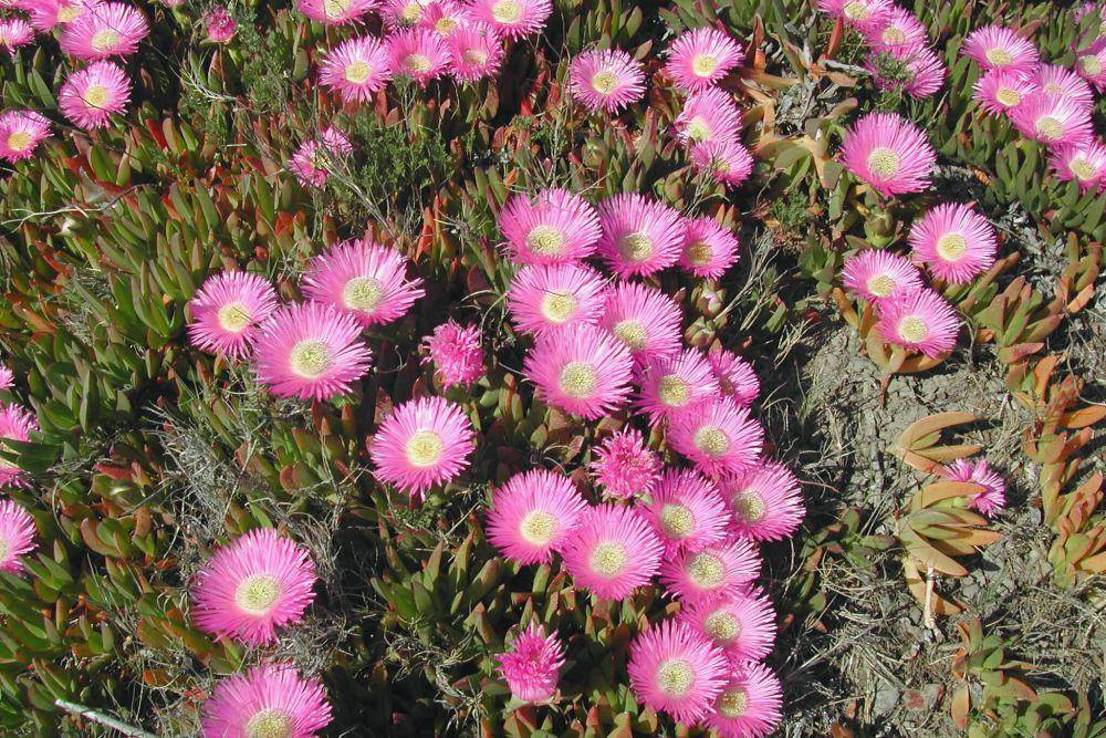 Tanaman ara hottentot (commons.wikimedia.org/Lubman04)