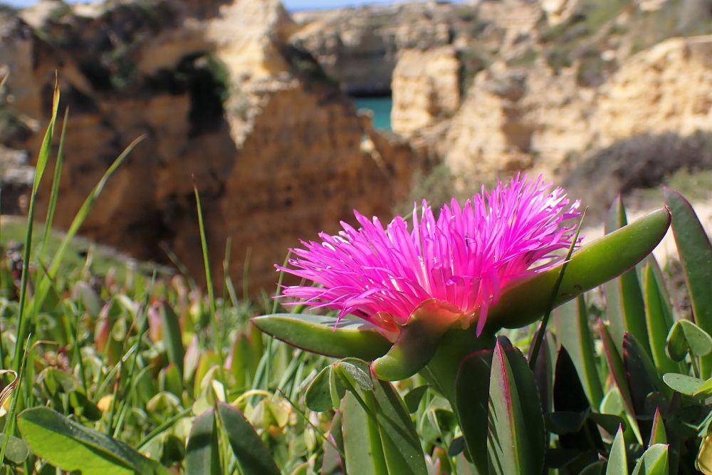 Tanaman ara hottentot (commons.wikimedia.org/Krzysztof Ziarnek)