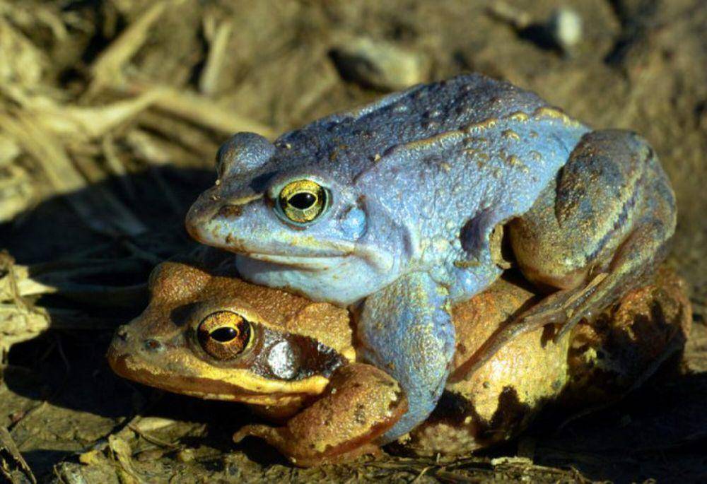 Moor frog (commons.wikimedia.org/Staffan Kyrk)