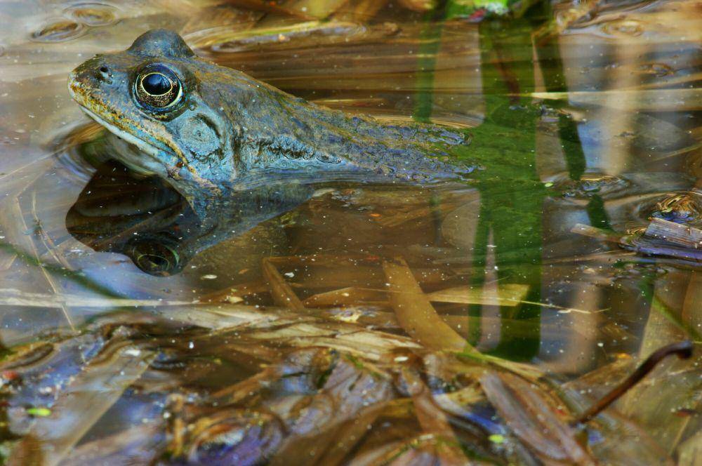 Moor frog (commons.wikimedia.org/Kruczy89)