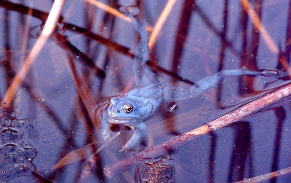 Moor frog (commons.wikimedia.org/Staffan Kyrk)