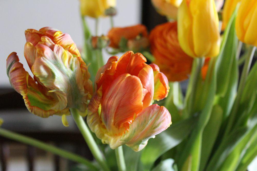 5 Fakta Menarik Tulip Kakaktua, Berasal dari Mutasi Alami!