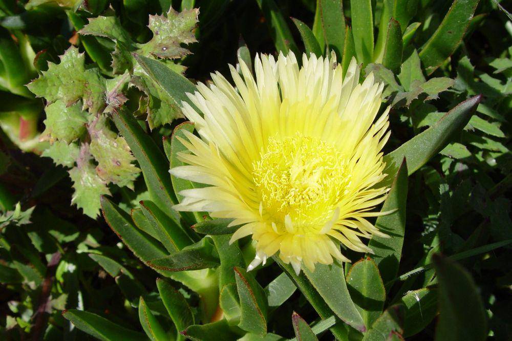 Tanaman ara hottentot (commons.wikimedia.org/Carsten Niehaus)
