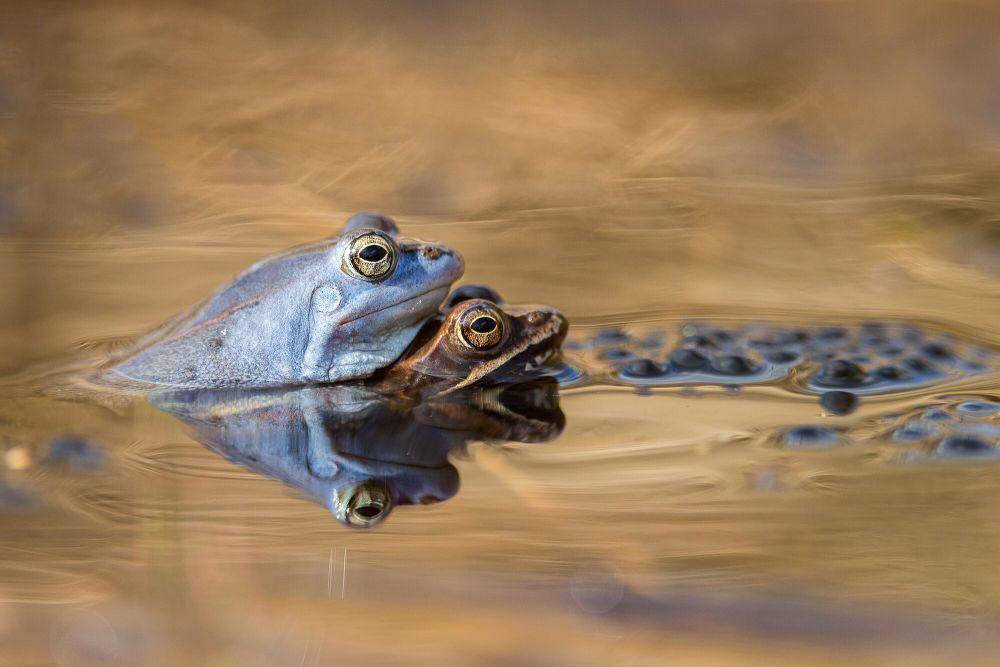 Moor frog (commons.wikimedia.org/Carsten Siegel)