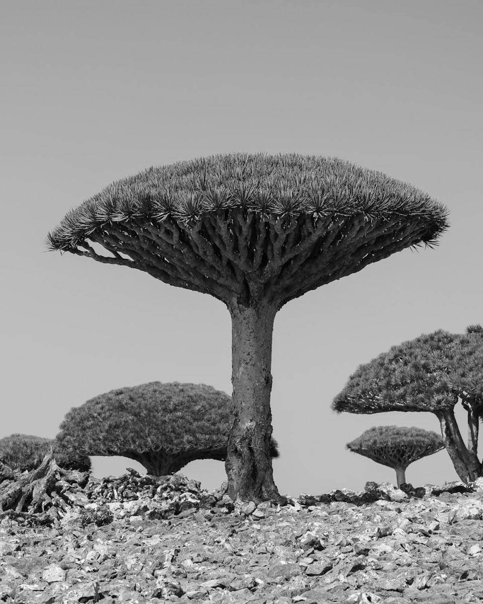 Pohon Socotra di Yaman