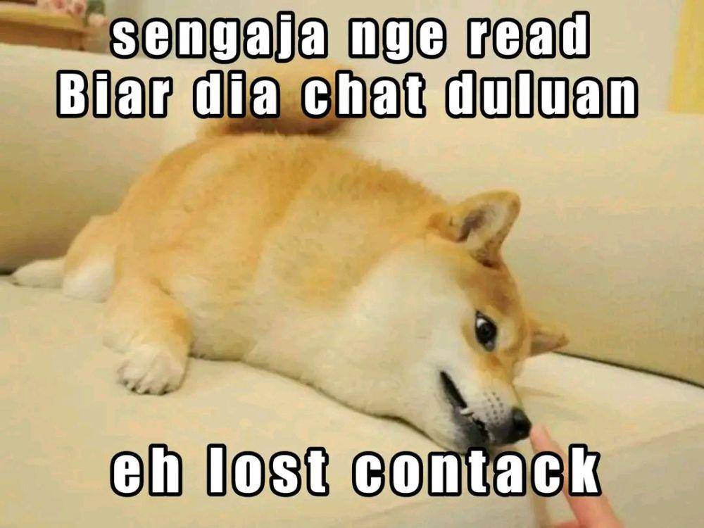 meme chat doi duluan (x.com/memefess)