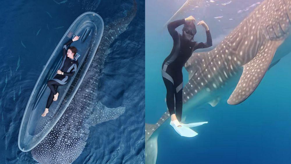 9 Potret Tiara Andini Bertemu Hiu Paus di Gorontalo!