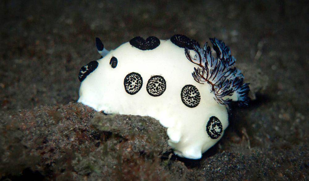 nudibranch di atas karang (unsplash.com/Heidi Bruce)