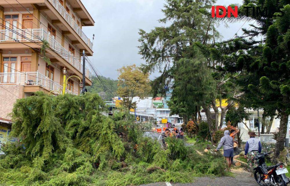 Diterjang hujan angin pohon Cemara di telaga Sarangan roboh. IDN Times/ Riyanto.