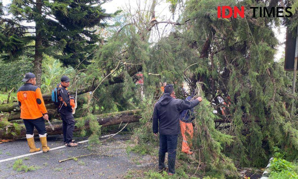 Diterjang hujan angin pohon Cemara di telaga Sarangan roboh. IDN Times/ Riyanto.