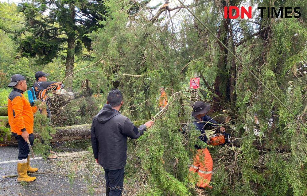 Diterjang hujan angin pohon Cemara di telaga Sarangan roboh. IDN Times/ Riyanto.
