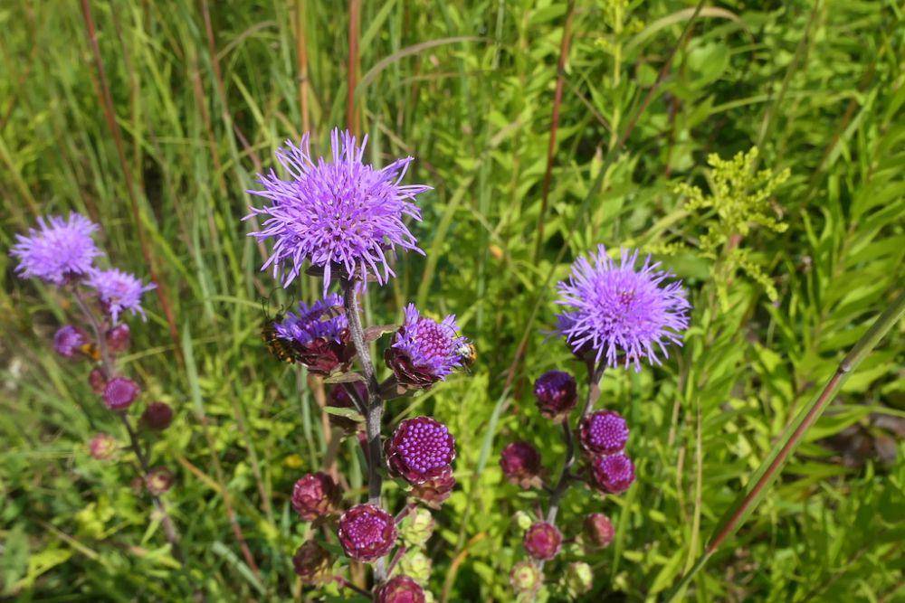 Tanaman northern blazing star (inaturalist.org/Todd Eiben)